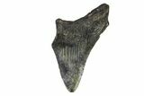 Partial Megalodon Tooth - South Carolina #171215-1